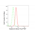 LifeSab™ GPHN Rabbit mAb (20 μl)
