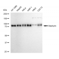 LifeSab™ GPHN Rabbit mAb (20 μl)