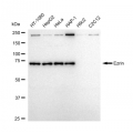 LifeSab™ Ezrin Rabbit mAb (20 μl)