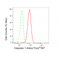 LifeSab™ CASP1 Rabbit mAb (20 μl)