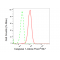 LifeSab™ CASP1 Rabbit mAb (20 μl)
