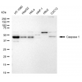 LifeSab™ CASP1 Rabbit mAb (20 μl)