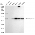 LifeSab™ CASP6 Rabbit mAb (20 μl)
