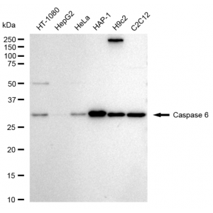 LifeSab™ CASP6 Rabbit mAb (20 μl)