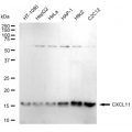 LifeSab™ CXCL11 Rabbit mAb (20 μl)