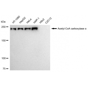 LifeSab™ ACCA Rabbit mAb (20 μl)