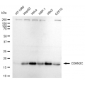 LifeSab™ CDKN2C Rabbit mAb (20 μl)