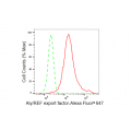 LifeSab™ ALYREF Rabbit mAb (20 μl)
