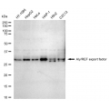 LifeSab™ ALYREF Rabbit mAb (20 μl)