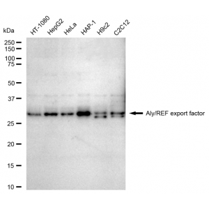 LifeSab™ ALYREF Rabbit mAb (20 μl)