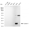 LifeSab™ CSTA Rabbit mAb (20 μl)