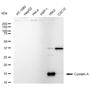 LifeSab™ CSTA Rabbit mAb (20 μl)