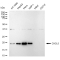 LifeSab™ CXCL5 Rabbit mAb (20 μl)