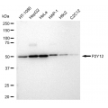 LifeSab™ P2Y12 Rabbit mAb (20 μl)