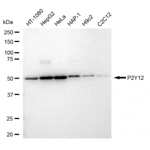 LifeSab™ P2Y12 Rabbit mAb (20 μl)