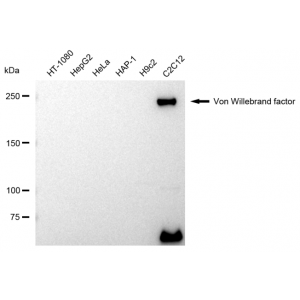 LifeSab™ VWF Rabbit mAb (20 μl)