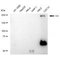 LifeSab™ C4 Rabbit mAb (20 μl)