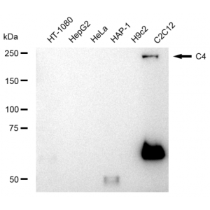LifeSab™ C4 Rabbit mAb (20 μl)