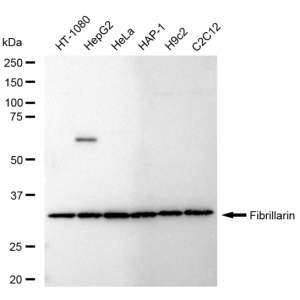 LifeSab™ FBL Rabbit mAb (20 μl)