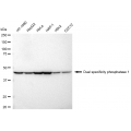 LifeSab™ DUSP1 Rabbit mAb (20 μl)