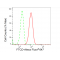 LifeSab™ FTCD Rabbit mAb (20 μl)