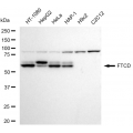 LifeSab™ FTCD Rabbit mAb (20 μl)