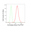 LifeSab™ Aromatase Rabbit mAb (20 μl)