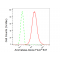 LifeSab™ Aromatase Rabbit mAb (20 μl)
