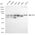 LifeSab™ GBA Rabbit mAb (20 μl)
