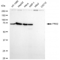 LifeSab™ FRS2 Rabbit mAb (20 μl)