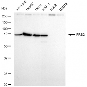 LifeSab™ FRS2 Rabbit mAb (20 μl)