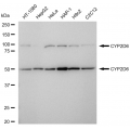 LifeSab™ CYP2D6 Rabbit mAb (20 μl)