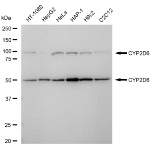 LifeSab™ CYP2D6 Rabbit mAb (20 μl)