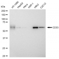 LifeSab™ CD33 Rabbit mAb (20 μl)