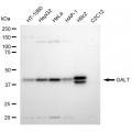 LifeSab™ GALT Rabbit mAb (20 μl)