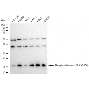 LifeSab™ Phospho-Histone H2A.X (S139) Rabbit mAb (20 μl)