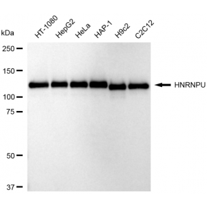 LifeSab™ HNRNPU Rabbit mAb (20 μl)
