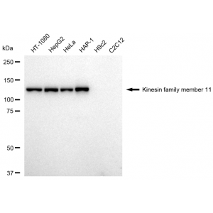 LifeSab™ KD-Validated KIF11 Rabbit mAb (20 μl)