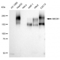 LifeSab™ KD-Validated ABCB1 Rabbit mAb (20 μl)