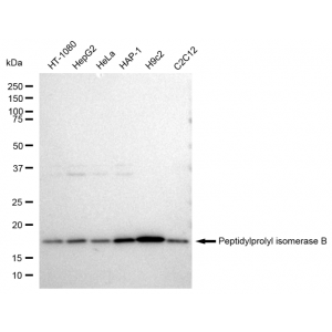 KD-Validated PPIB Rabbit mAb (20 μl)