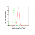 LifeSab™ KD-Validated Rab9 Rabbit mAb (20 μl)