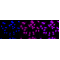 KD-Validated Rab9 Rabbit mAb (20 μl)