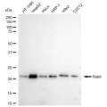 LifeSab™ KD-Validated Rab9 Rabbit mAb (20 μl)