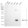 KD-Validated DSTN Rabbit mAb (20 μl)