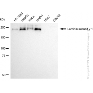 KD-Validated LAMC1 Rabbit mAb (20 μl)