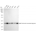 LifeSab™ KD-Validated PARK7 Rabbit mAb (20 μl)