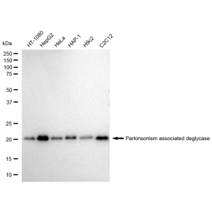 LifeSab™ KD-Validated PARK7 Rabbit mAb (20 μl)