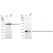 KD-Validated PARK7 Rabbit mAb (20 μl)