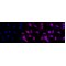 KD-Validated MAP1LC3A Rabbit mAb (20 μl)