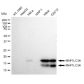 LifeSab™ KD-Validated MAP1LC3A Rabbit mAb (20 μl)